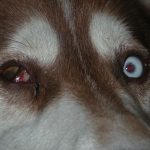 instrucciones-perritos-ciegos-unidad-de-oftalmologia-veterinaria