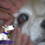 instrucciones-perritos-ciegos-unidad-de-oftalmologia-veterinaria1