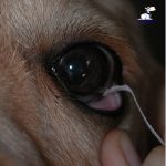 instrucciones-perritos-ciegos-unidad-de-oftalmologia-veterinaria2